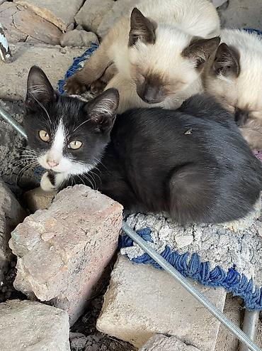 каракол кошка: Котёнок с окраcом типа колор-пойнт (светлое тело, тёмные ушки — 3