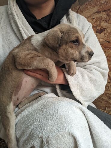 Отдам даром собаку: Щенки метисы, короткошёрстные, среднего предполагаемого размера. Окрас — 3