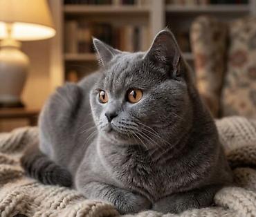 ориентальная кошка цена: Ищу кота на вязку для моей кошечки — 1