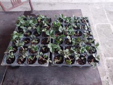 bitki satışı: 80 qepiye Ciyelek stili satilir kokovite ekilib Ciyeleyin sortu