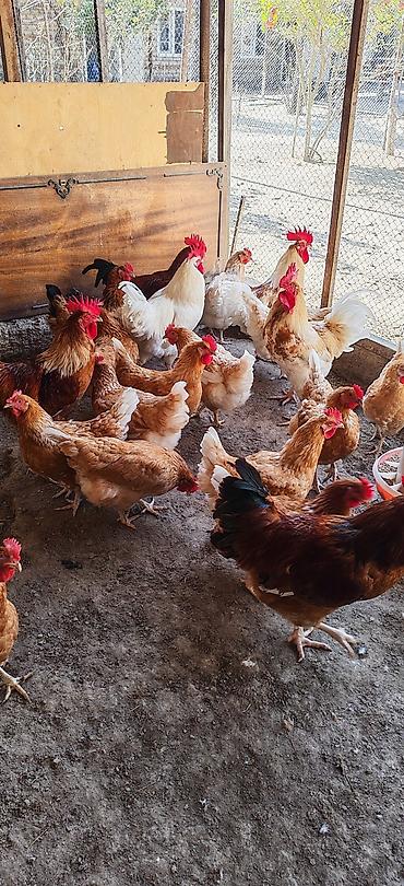 K/t heyvanları və malları: Toyuq, Yumurtalıq, Ödənişli çatdırılma — 8