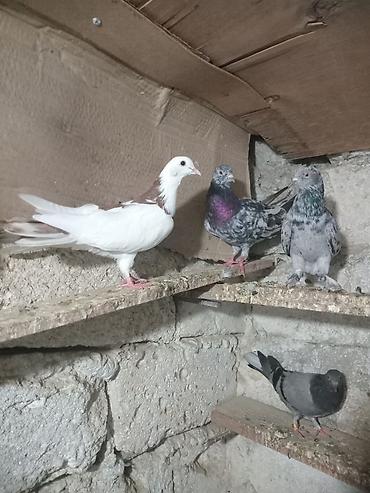 star quşu: Salam olsun butun quwbazdara.Ebrewder cutdu yumirtaya doyur 15 16 tuk — 1