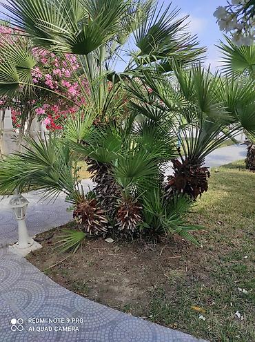 orxideya gulunun qiyməti: 🌴 Palma ağaclarının peşəkar təmizlənməsi və formaya salınması! 🌴 ✔ — 7