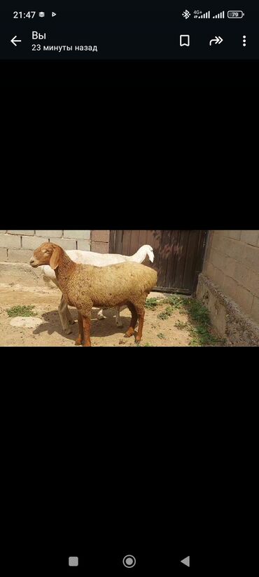 кой козу бишкек: Продаю | Овца (самка) | Арашан | Для разведения | Ярка
