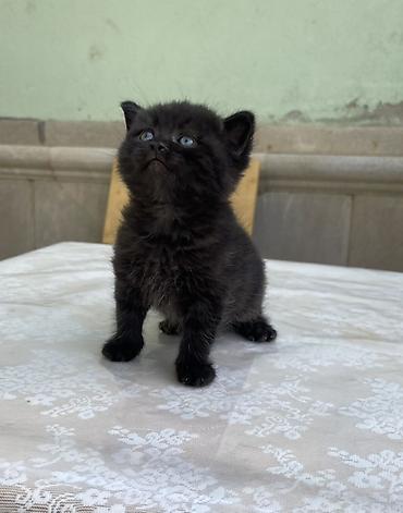 cat ruletka: Britan, Erkək, Yaxşı əllərə, Ödənişli çatdırılma, Ünvandan götürmə — 1