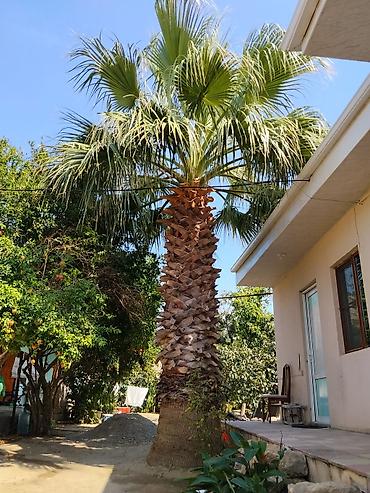 pavlovniya ağacı: Hündür dekorativ palma ağacı. Bağ, həyət, villa, istirahət zonası — 3