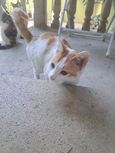 Pişiklər: Yaxşı əllərə — 6