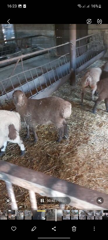 Quzu: Diri çəkisi 10 azn dan ətlik quzular — 8