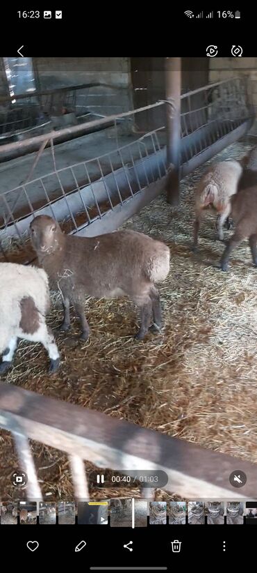 Quzu: Super emlik quzular diri çəkisi 10 manata — 6