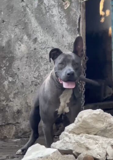 Pitbul, 2 il, Dişi, Peyvəndli, Ödənişli çatdırılma