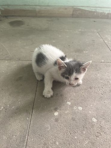 ördək balası satışı: Dişi, Erkək, Yaxşı əllərə, Ünvandan götürmə, Pulsuz çatdırılma, Ödənişli çatdırılma