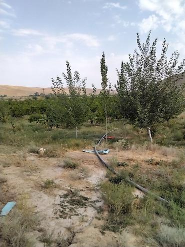 xaçmaz rayonu: 100 sot, Kənd təsərrüfatı, Mülkiyyətçi, Kupça (Çıxarış) — 7