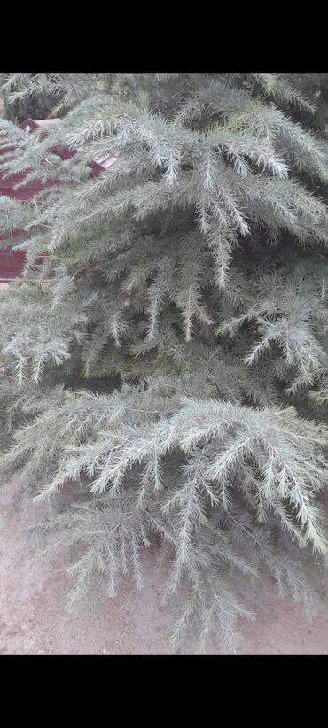 aile agaci: Məhsul: Dekorativ iynəyarpaq ağacı – mavi-boz rəng çalarları olan