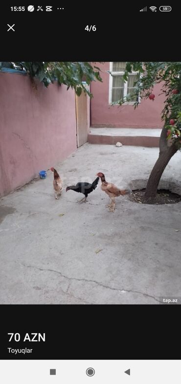 cau cau qiymeti: İki heyratı satılır biri adı toyuqdu o satılmır 10 ayligdilar qiymət