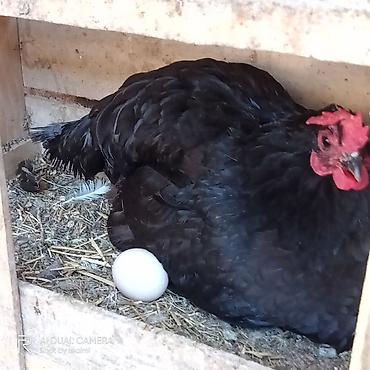 yumurtlayan toyuqlar satilir: Toyuq, Australorp, Yumurtalıq, Ünvandan götürmə, Ödənişli çatdırılma — 1