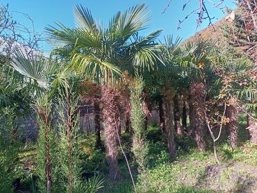 Ağaclar: Məhsul: Bağ və landşaft üçün dekorativ palma və iynəyarpaq — 7