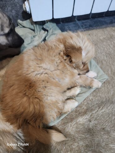 Продажа собак: Отдам в хорошие руки! Щенки метисов - Милые щенки с короткой густой — 10