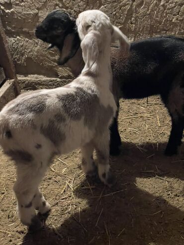 Козы, козлы: Продаю | Козлёнок | Для разведения — 4