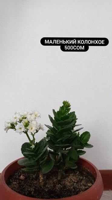 Другие комнатные растения: Продаю комнатные растения
