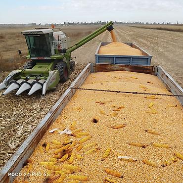 запчасти на китайский трактор: Трактор сельскохозяйственный ХТЗ (серия Т-150/ХТЗ), колесная версия — 3