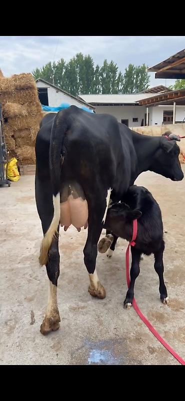 Inəklər, öküzlər: Südlük inək buzovu ilə birlikdə - Cins: qara-ağ (Holşteyn tipli — 2
