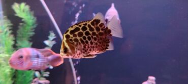 Akvariumlar: Zavod akvarium 330 litr olcusu 1.20 60.45 her seyi var bahali baliqlar — 3