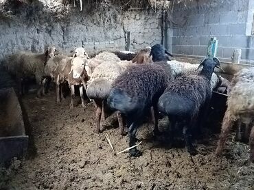 Бараны, овцы: Кочкорлор сатылат 32 баш Крук