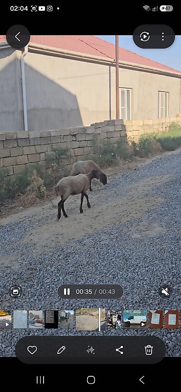 quzu qiyməti: 10 quzudu saxlaya bilmirəm 2500 manata ziyana satıram 9 dişi 1 — 1