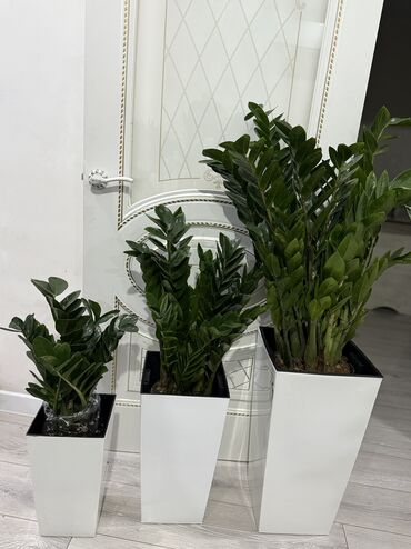 шкаф для офиса купить: Замиокулькас (долларовое дерево) в высоких белых кашпо. - Растение с