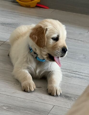 İtlər: Retriever, 2 ay, Erkek, Ünvandan götürmə