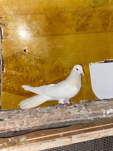 Göyərçinlər: Salam hoptum 6 baldan tek tek heresinin oz qiymeti var icinde 19 — 2