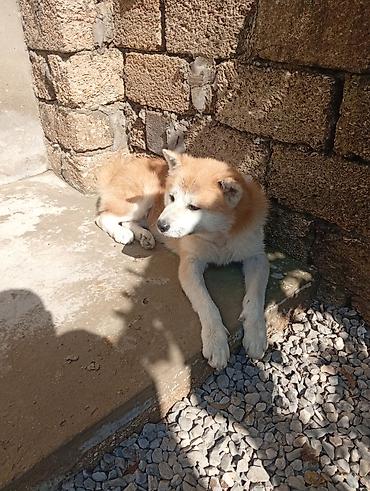 balaca dovsan: Akita-inu, 7 ay, Erkək, Peyvəndli, Ünvandan götürmə — 2