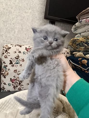 Pişiklər: Şotland, Ödənişli çatdırılma — 22