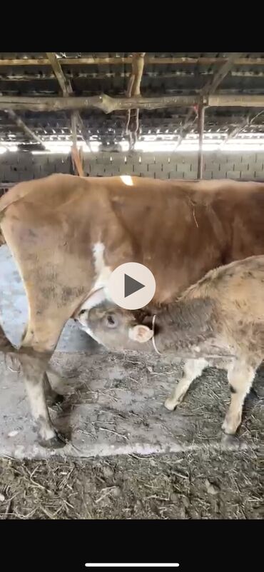 уй животный: Продаю | Корова (самка) | Алатауская | Для молока | Искусственник
