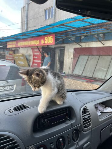 домашние животны: Отдам в хорошие руки котёнок домашний чистый