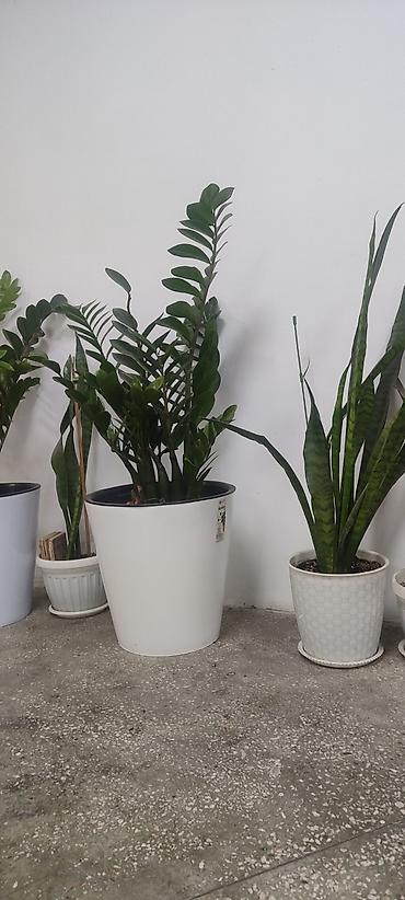 Замиокулькас (Долларовое дерево): Замиокулькас (Zamioculcas zamiifolia) в декоративном пластиковом — 3