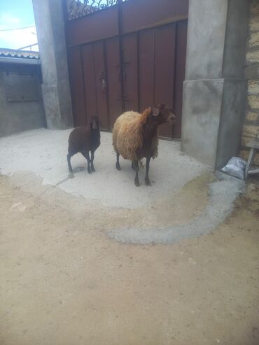 qurbanliq qoyun: Dişi, Qala, il: 3, Damazlıq, Ünvandan götürmə