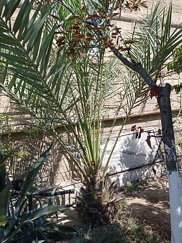 palma ağacı qiyməti: Xurma ağacları satılır .10 manatdan 150 manata kimi hazır dipcəklardə — 7