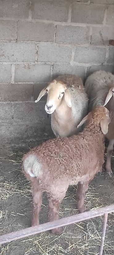 Баран, овца: Продаю | Овца (самка) | Арашан | Для разведения | Матка — 2