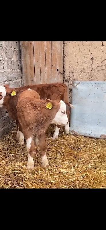 Dana, buzov: Iki ədəd erkek dana biri 2 aylıq biri 51 günlük ikisidə erkrkdi temiz — 4