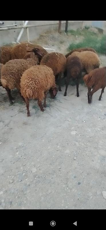 satdiq danalar: Quzu, Erkək, Qala, ay: 1, 25 kq, Damazlıq, Ünvandan götürmə — 4