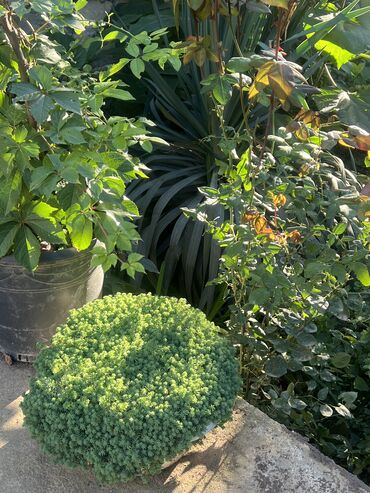 Otaq bitkiləri: Her nov guler var endirimnen verecem Gencedi istiyen yazsin satiş -da lalafo.az — 21 Otaq bitkiləri: Her nov guler var endirimnen verecem Gencedi istiyen yazsin satiş — 21