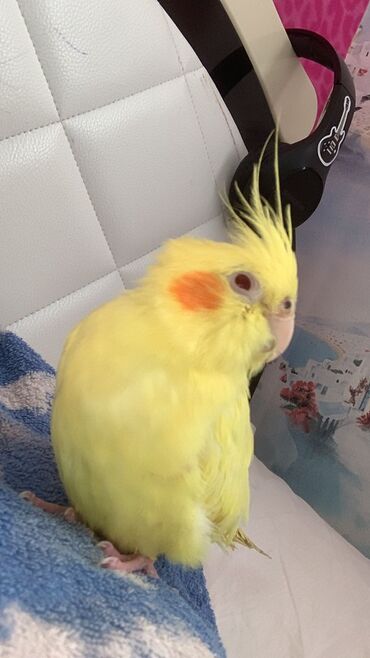 Tutuquşları: Növ: Korella papuqayı (cockatiel), sarı rəng 6 aylıgdır Erkek cinsidir — 10