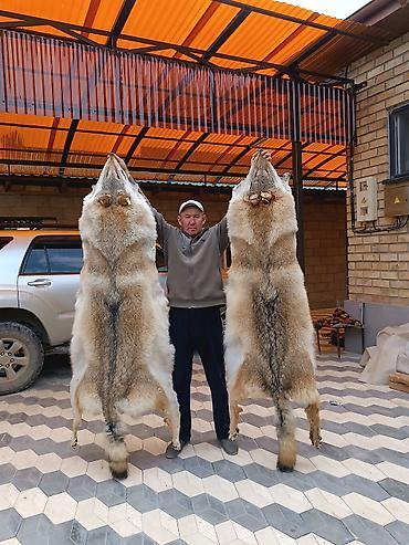 умный меч: Набор натуральных трофеев волка: клыки и шкуры хищника Описание: - — 10