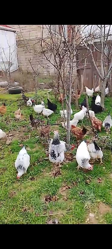 Toyuqlar: ‼️ Təcili Satılır ‼️ Yumurtayan Toyuqlar 1 ilikdi hamısı yumurtayır — 10