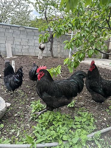 Куры, петухи: Продаю | Петух | Для разведения — 14