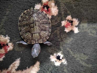 малек форели цена: Отдам 3 черепашек . 🐢🐢🐢 ЕДИНСТВЕННОЕ нужен аквариум и обогреватель