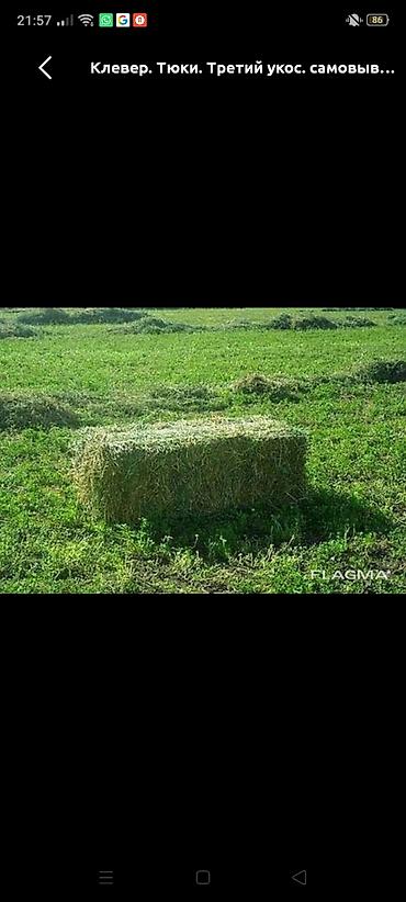 Куплю горное сено прессовка - Подходит для кормления КРС, МРС