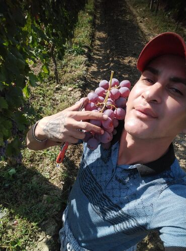 Готовые блюда, кулинария: Təzə bağdan yığılmış qırmızı/çəhrayı üzüm - Süpürgəvari salxımlar