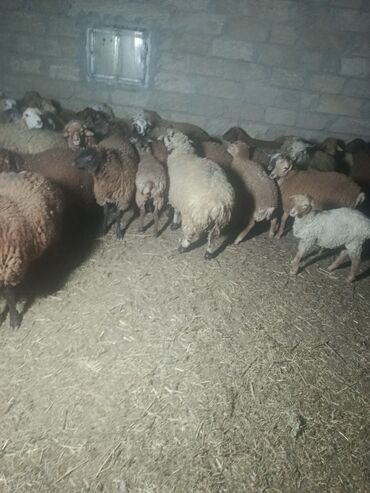 bmw 1 серия 125i at: Ягненок, Самец, месяцев: 6, Для мяса, Самовывоз